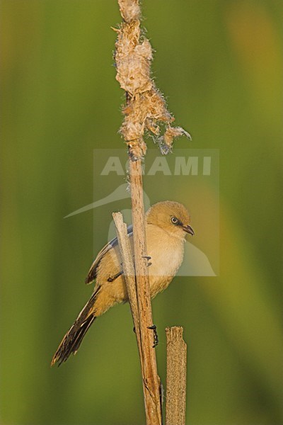 Juveniele Baardman in riet; Juvenile Bearded Reedling in reedbed stock-image by Agami/Menno van Duijn,