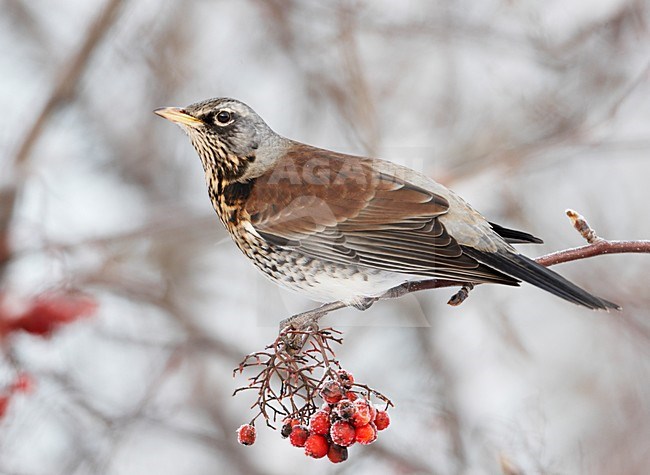 Kramsvogel in boom met bessen; Fieldfare in tree with berries stock-image by Agami/Markus Varesvuo,