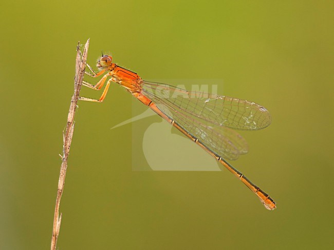 Rustende Tengere grasjuffer; resting Scarce Blue-taild Damselfly; stock-image by Agami/Walter Soestbergen,