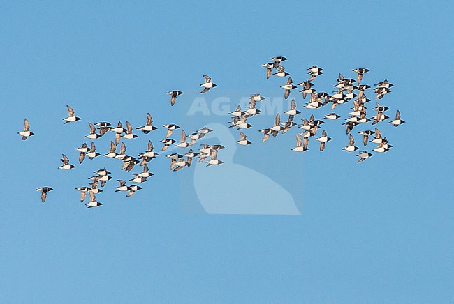 Little Auk (Alle alle) during summer season on Spitsbergen in arctic Norway. Compact group in flight. stock-image by Agami/Marc Guyt,