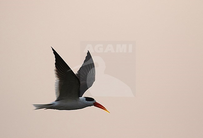 Adult Indian Skimmer (Rynchops albicollis) in the clean Chambal river in India. stock-image by Agami/Josh Jones,
