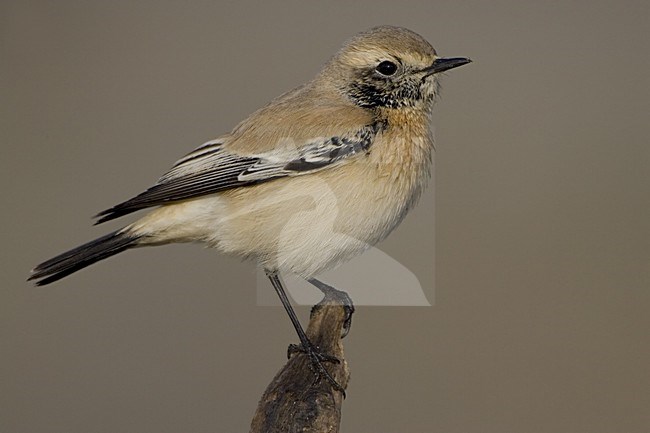 Desert Wheatear immature male; Woestijntapuit onvolwassen man stock-image by Agami/Daniele Occhiato,