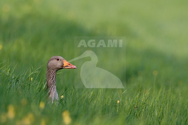 Grauwe Gans in hoog gras Nederland, Greylag Goose in tall grass Netherlands stock-image by Agami/Wil Leurs,