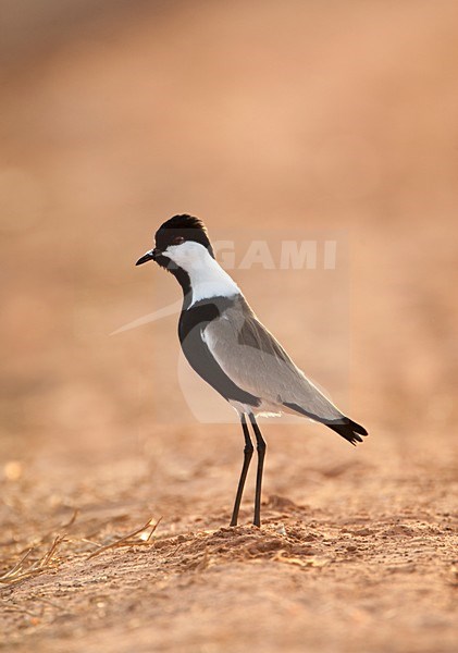 Sporenkievit, Spur-winged Plover, Vanellus spinosus stock-image by Agami/Marc Guyt,