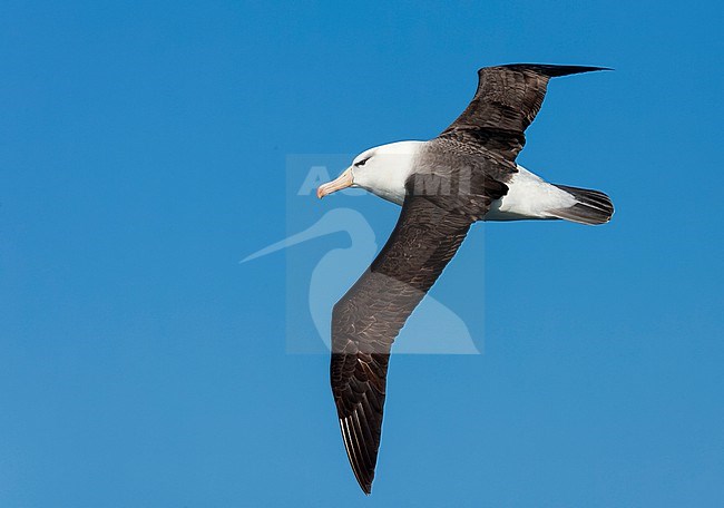 Adult Black-browed Albatross (Thalassarche melanophris) in flight over the southern Atlantic ocean. stock-image by Agami/Marc Guyt,