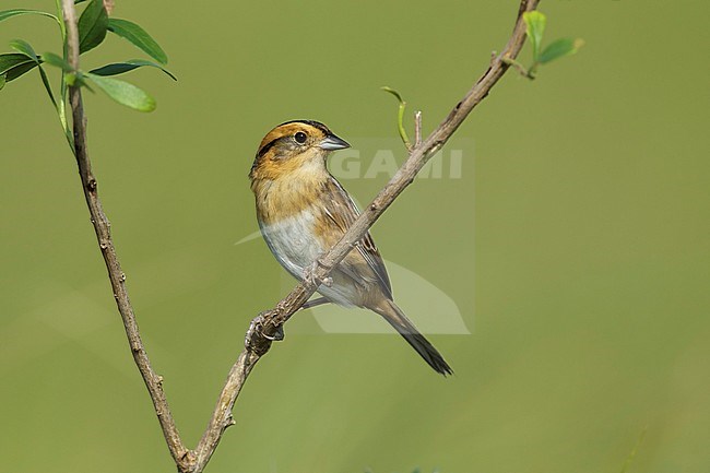 Nelson's Sparrow (Ammodramus nelsoni) perched in its breeding habitat, undisturbed marshes. stock-image by Agami/Brian E Small,