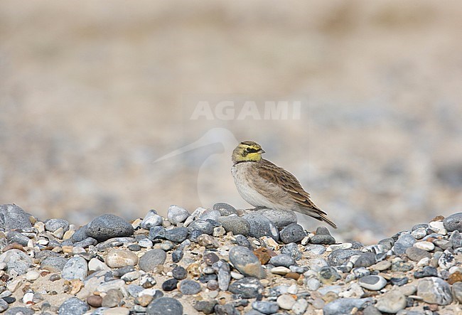 Shore Lark, Strandleeuwerik, Eremophila alpestris flava stock-image by Agami/Arie Ouwerkerk,