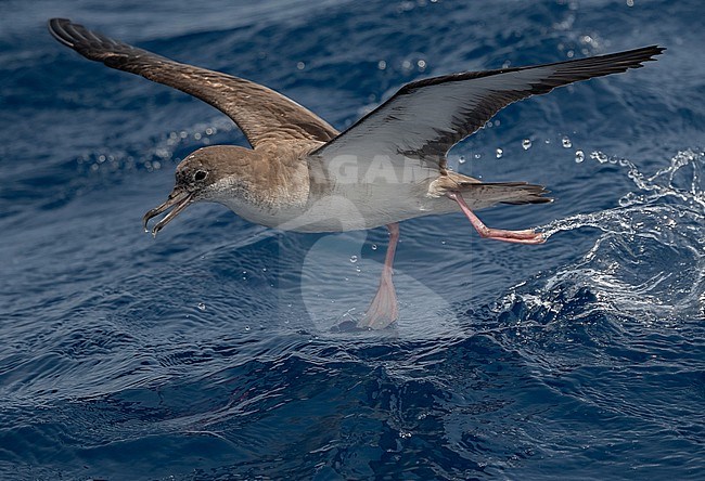 Cape Verde Shearwater (Calonectris edwardsii) is an endemic breeding bird. A recent split and part of the 'cory shearwater complex'  with Cory's and Scopoli's Shearwater. stock-image by Agami/Eduard Sangster,