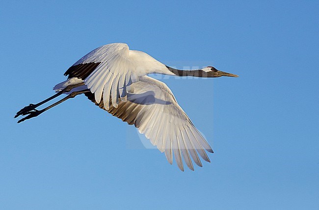 Chinese Kraanvogel vliegend, Red-crowned Crane flying stock-image by Agami/Markus Varesvuo,