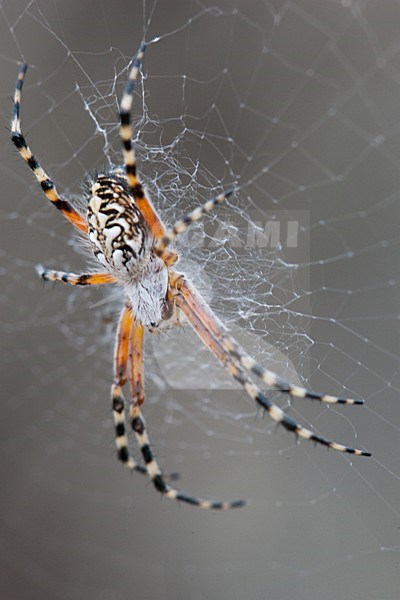 spin ssp, spider ssp stock-image by Agami/Menno van Duijn,