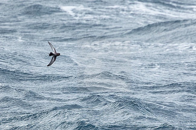 Fuegian Storm Petrel (Oceanites (oceanicus) chilensis) in southern Argentina. stock-image by Agami/Martijn Verdoes,