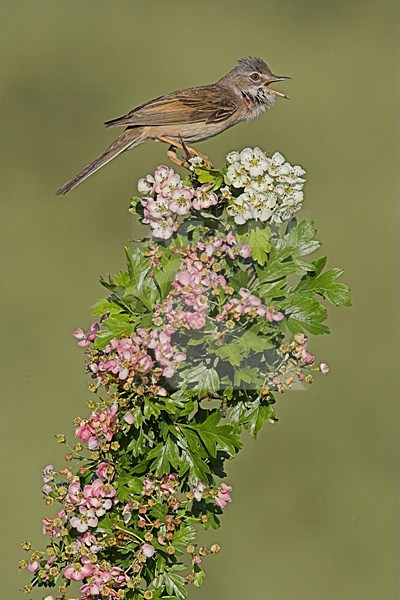 Zingende Grasmus; Singing Common Whitethroat stock-image by Agami/Menno van Duijn,