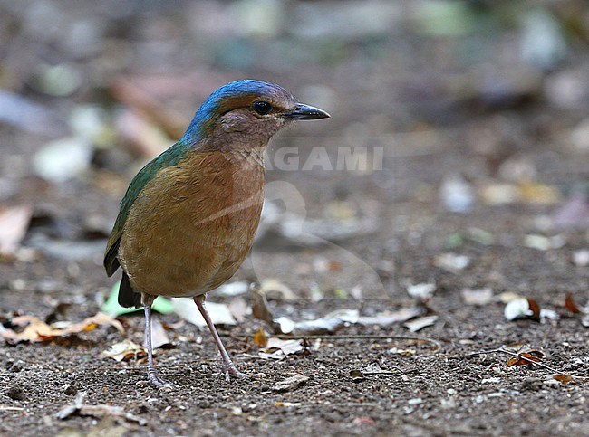 Blue-rumped pitta (Hydrornis soror) a shy species of bird, in the jungle of South Vietnam. stock-image by Agami/James Eaton,
