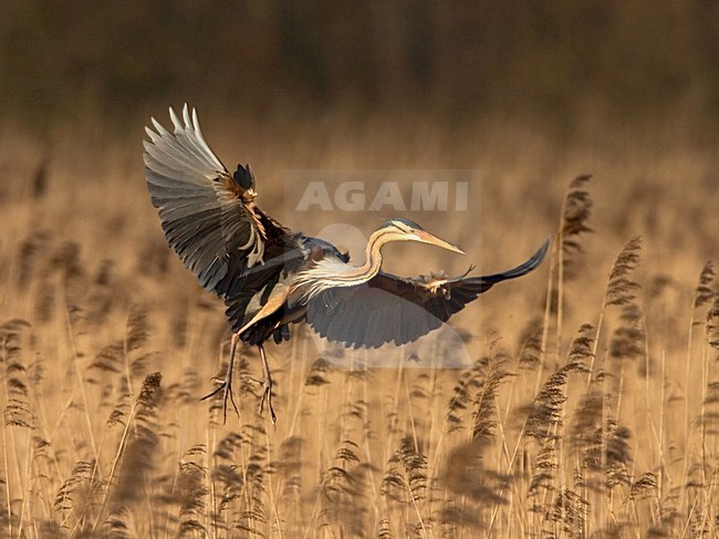 Purple Heron adult flying above reed; Purperreiger adult vliegend boven riet stock-image by Agami/Marc Guyt,