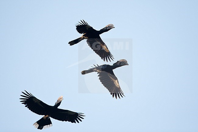 Three adult Silvery-cheeked Hornbill (Bycanistes brevis) in flight against the blue sky above Kafa Biosphere Reserve stock-image by Agami/Mathias Putze,