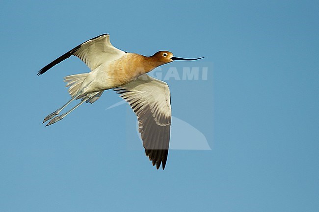 Adult American Avocet (Recurvirostra americana) in breeding plumage flying over marsh in Galveston Co., Texas, USA. stock-image by Agami/Brian E Small,