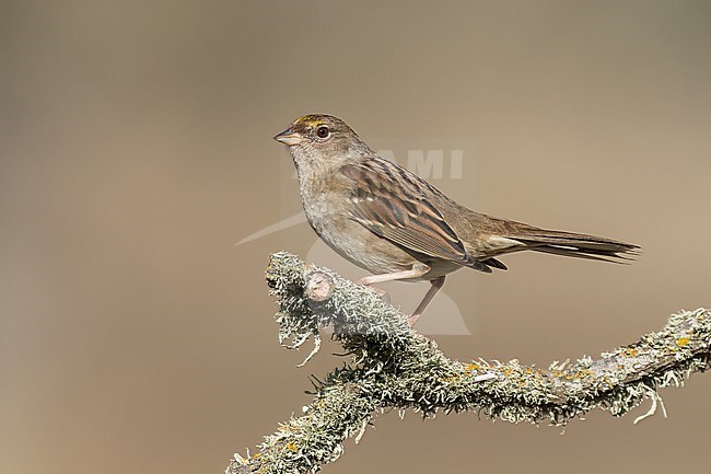 Adult non-breeding
Santa Barbara Co., CA
November 2022 stock-image by Agami/Brian E Small,