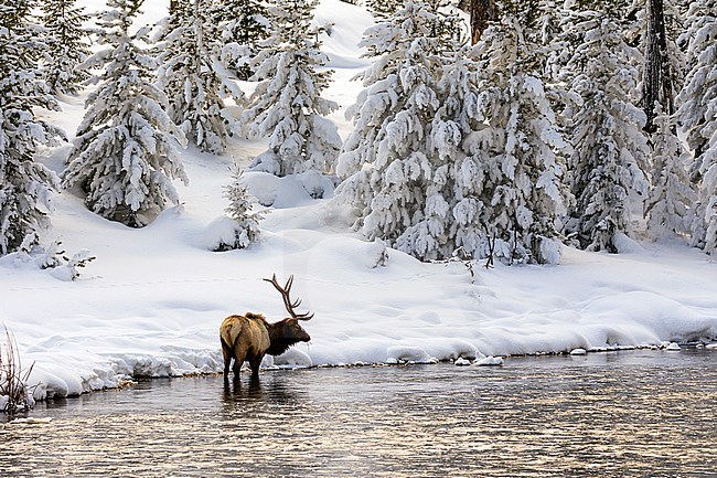 Elk stier in Madison River stock-image by Agami/Rob Riemer,