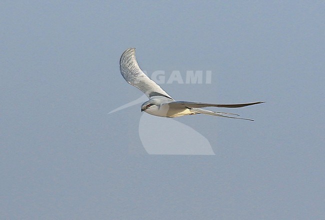 Scissor-tailed kite (Chelictinia riocourii) in flight in The Gambia stock-image by Agami/Jacques van der Neut,
