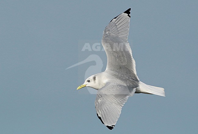 Black-legged Kittiwake (Rissa tridactyla), adult flying, seen from above, showing upperwing. stock-image by Agami/Fred Visscher,