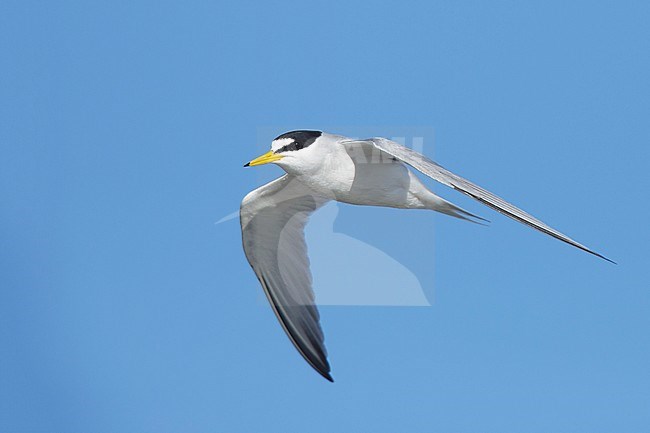 Adult Least Tern (Sternula antillarum) in summer plumage flying against blue sky in Galveston County, Texas, USA. stock-image by Agami/Brian E Small,