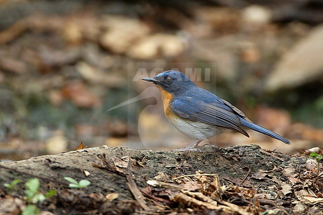 Tickells Blue Flycatcher (Cyornis tickelliae) at Kaeng Krachan National Park, Thailand stock-image by Agami/Helge Sorensen,