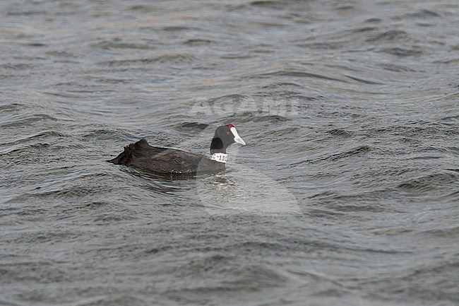 Red-knobbed Coot - Kammblässhuhn - Fulica cristata, Spain, adult stock-image by Agami/Ralph Martin,