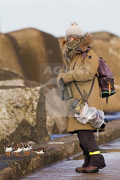 Ruddy Turnstone, Arenaria interpres group being fed by bird photographer at the pier stock-image by Agami/Menno van Duijn,