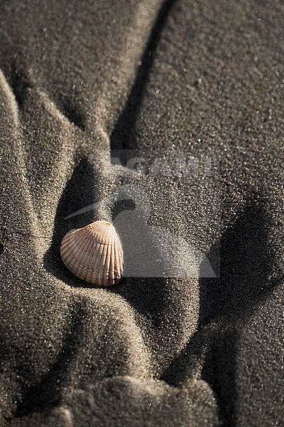 Empty shell of of a Common Cockle on the beach of Texel stock-image by Agami/Wil Leurs,