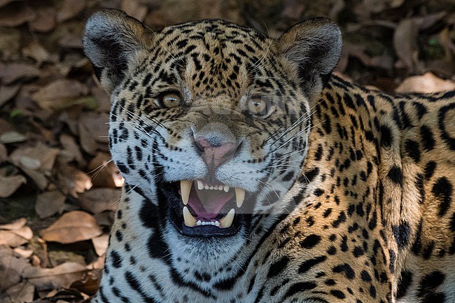 Portrait of a jaguar, Panthera onca, looking at the camera and snarling. Pantanal, Mato Grosso, Brazil stock-image by Agami/Sergio Pitamitz,