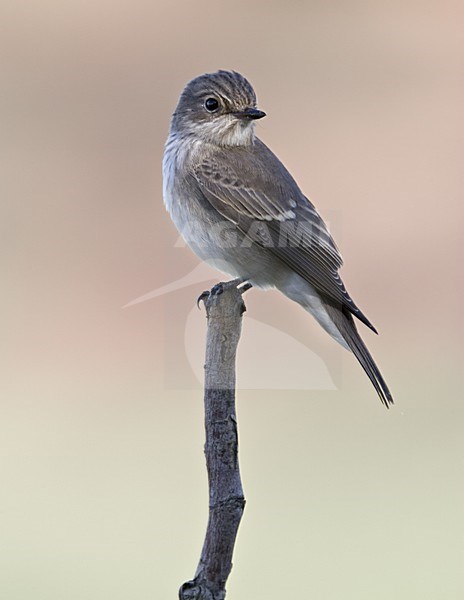 Spotted Flycatcher perched; Grauwe Vliegenvanger zittend stock-image by Agami/Daniele Occhiato,