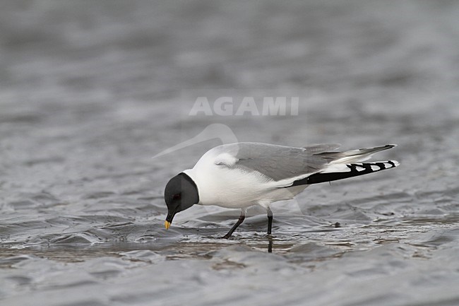 Vorkstaartmeeuw adult foeragerend; Sabines Gull adult foraging stock-image by Agami/Chris van Rijswijk,