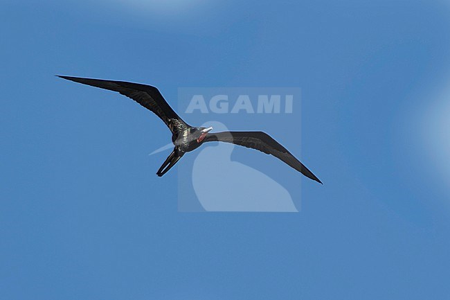 Adult male Magnificent Frigatebird (Fregata magnificens) in flight in Baja California Sur, Mexico, seen from below. Flying against a blue sky as a background. stock-image by Agami/Brian E Small,