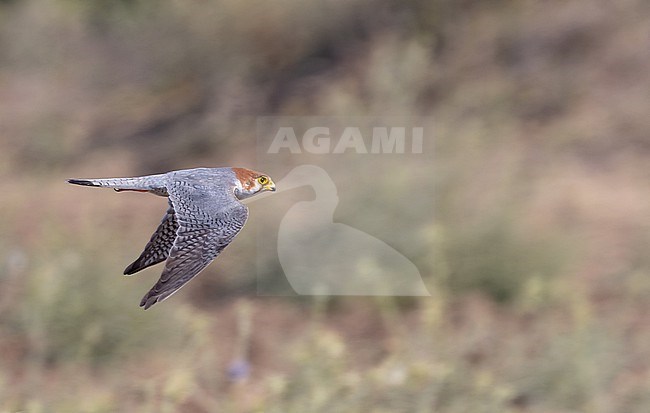 Red-necked Falcon, Falco chicquera, in flight at Ahmedabad, Gujarat, India. stock-image by Agami/Ian Davies,