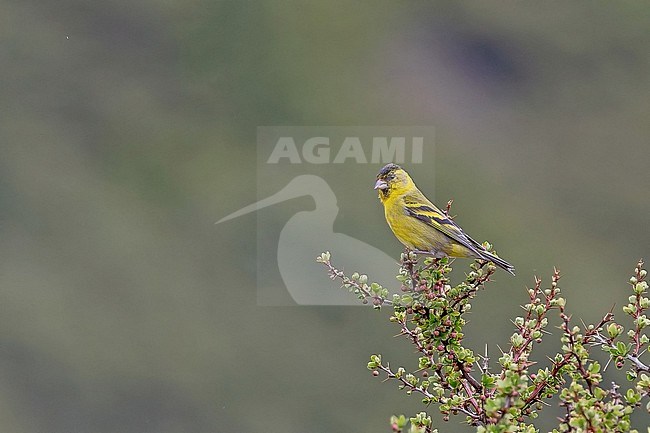 Male Black-chinned Siskin (Spinus barbatus) in Southern Argentina. stock-image by Agami/Pete Morris,