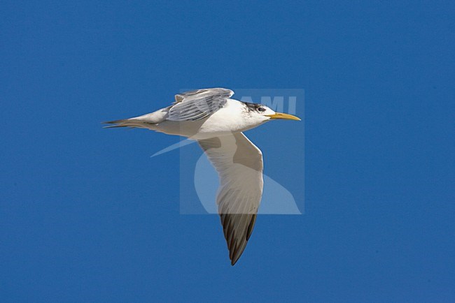 Grote Kuifstern in vlucht; Swift Tern in flight stock-image by Agami/Marc Guyt,