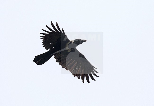 Collared crow (Corvus torquatus) in flight stock-image by Agami/Pete Morris,