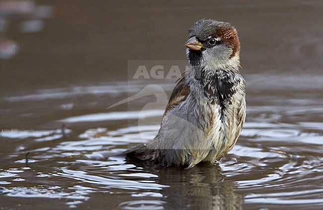 Huismus neemt een bad; House Sparrow taking a bath stock-image by Agami/Markus Varesvuo,