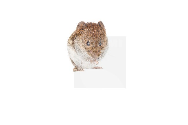 Field vole, Microtus agrestis stock-image by Agami/Theo Douma,