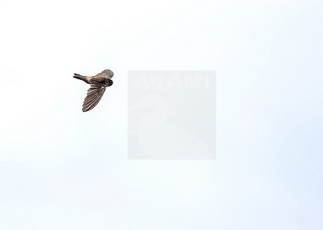 Atiu swiftlet (Aerodramus sawtelli), endemic to Atiu in the Cook Islands. Also known as Sawtell's Swiftlet. stock-image by Agami/Pete Morris,