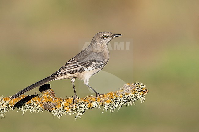 Adult
Santa Barbara Co., CA
November 2021 stock-image by Agami/Brian E Small,