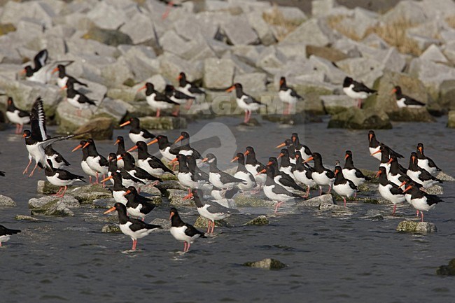 Groep Scholeksters; Group of Eurasian Oystercatcher stock-image by Agami/Arie Ouwerkerk,