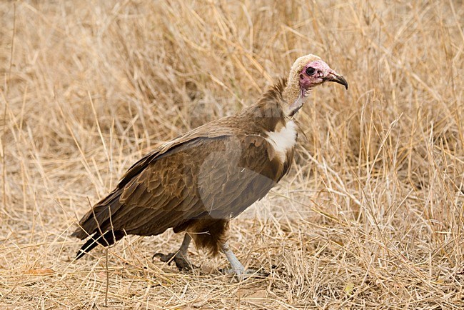 Kapgier, Hooded Vulture, Necrosyrtes monachus stock-image by Agami/Marc Guyt,