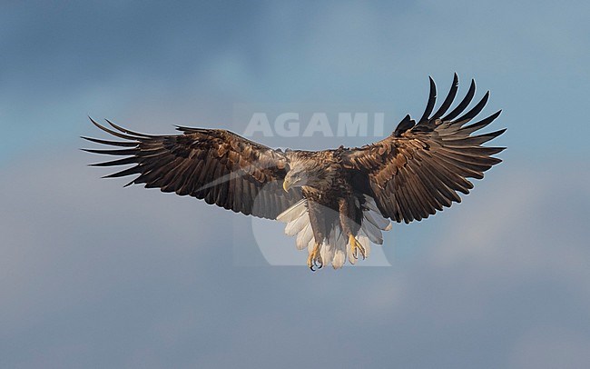 Front view of an adult White-tailed Eagle (Haliaeetus albicilla) landing. Finland stock-image by Agami/Markku Rantala,