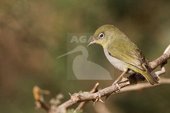 Abyssinian Whiteeye - Somalibrillenvogel - Zosterops abyssinica, Oman stock-image by Agami/Ralph Martin,