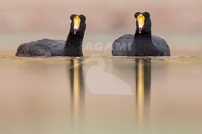 Giant Coot (Fulica gigantea) at a lake  in Argentina stock-image by Agami/Dubi Shapiro,