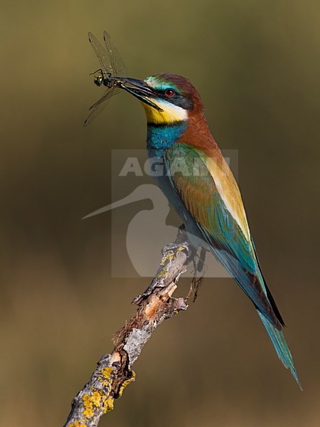 Bijeneter met libel, European Bee-eater with Dragonfly stock-image by Agami/Daniele Occhiato,