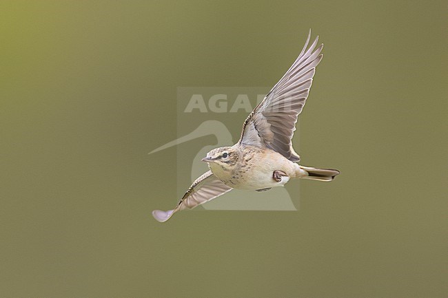 Tawny Pipit, Anthus campestris, in Italy. stock-image by Agami/Daniele Occhiato,