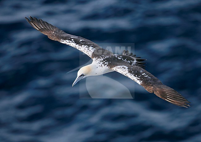 Jan van gent in vlucht; Northern Gannet in flight stock-image by Agami/Markus Varesvuo,