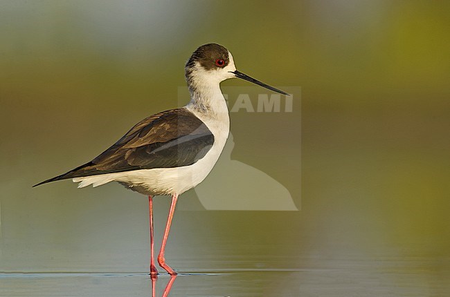 Black-winged Stilt (Himantopus himantopus) stock-image by Agami/Alain Ghignone,